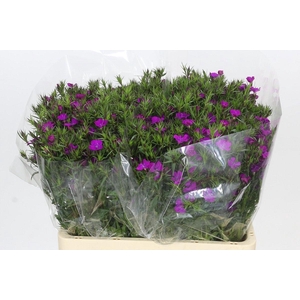 DI BARB AM NEON PURP