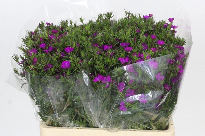 <h4>DI BARB AM NEON PURP</h4>