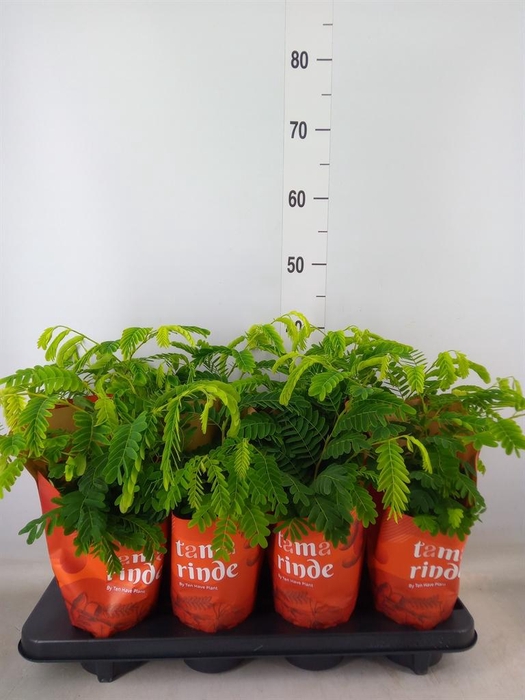 <h4>Tamarindus indica</h4>