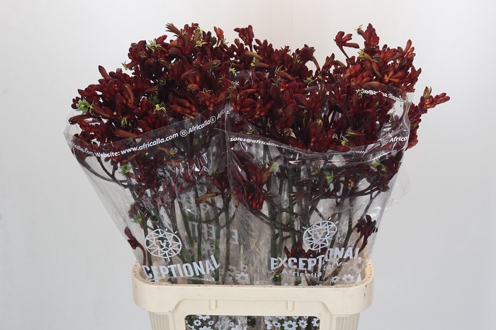 <h4>Anigozanthos Early Spring Indoor</h4>