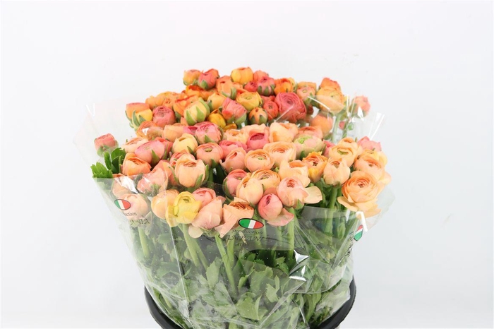 <h4>Ran Elegance Salmon</h4>