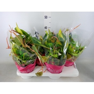 Philodendron scand. 'Brasil'