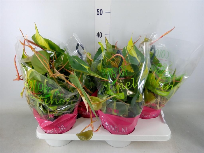 <h4>Philodendron scand. 'Brasil'</h4>