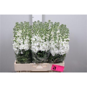 Matth Aida White
