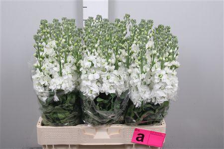 <h4>Matth Aida White</h4>