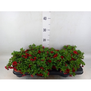 Calibrachoa  'Minifam Super Red'