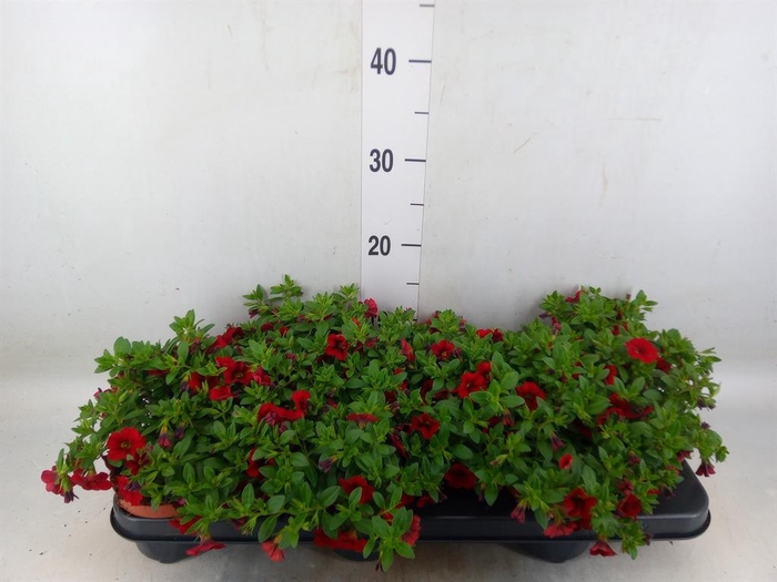 <h4>Calibrachoa  'Minifam Super Red'</h4>