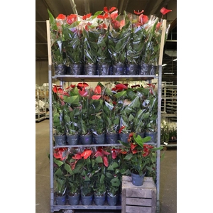 arr8 Anthu An Gem Red & Pink