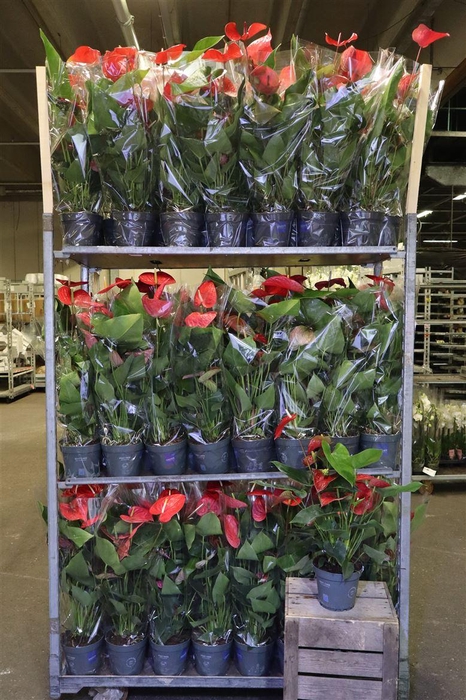 <h4>Anthu An Gem Red & Pink</h4>