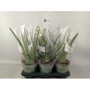 Aloe vera