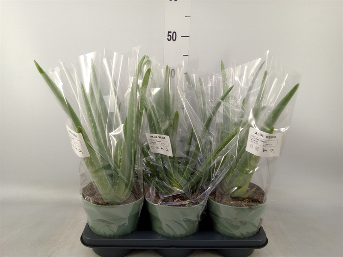 <h4>Aloe vera</h4>