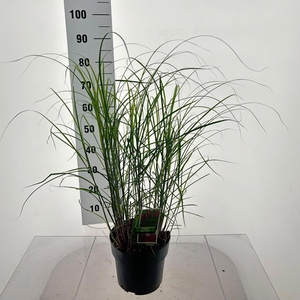 Miscanthus Red Chief