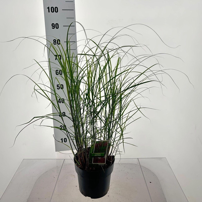 Miscanthus Red Chief