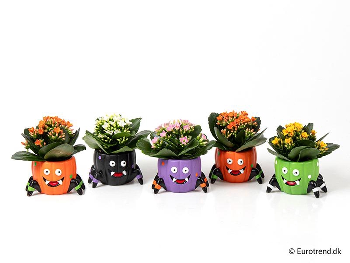 <h4>KALANCHOE BLOSSF P6 E 4781</h4>