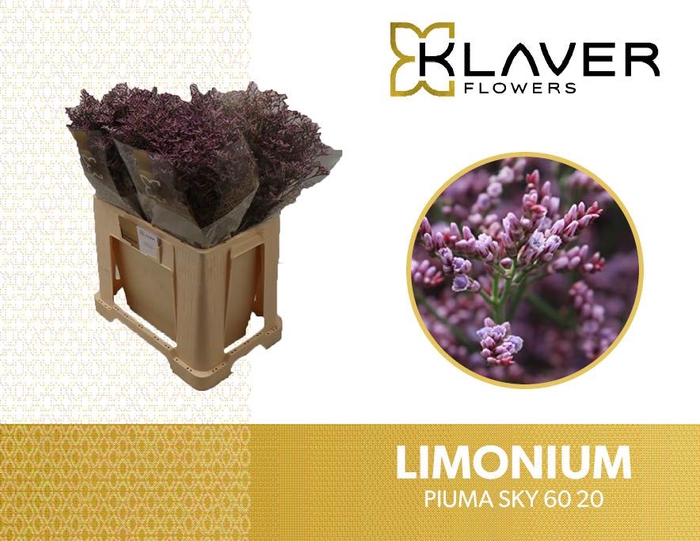 <h4>LIM PIUMA SKY</h4>