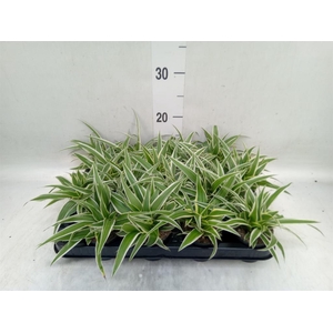 Asparagus setaceus