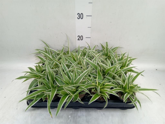<h4>Asparagus setaceus</h4>