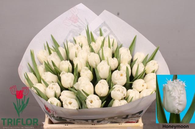 <h4>TU FR HONEYMOON</h4>