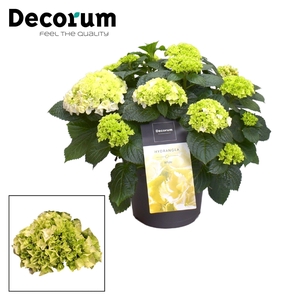 Hydrangea Bol White 10 - 15 kop (Decorum)