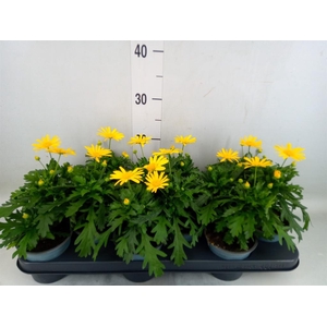 Euryops  'Sonnenschein'