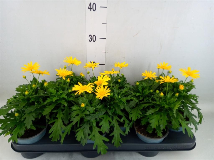 <h4>Euryops 'Sonnenschein'</h4>