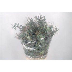 Acacia Balayana Flower Per Bunch