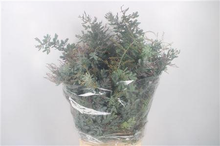 <h4>Acacia Balayana Flower Per Bunch</h4>