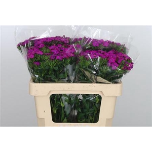 DI BARB AMAZONE NEON PURPLE 60CM