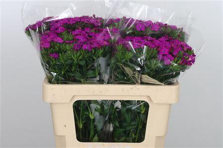 <h4>DI BARB AMAZONE NEON PURPLE 60CM</h4>