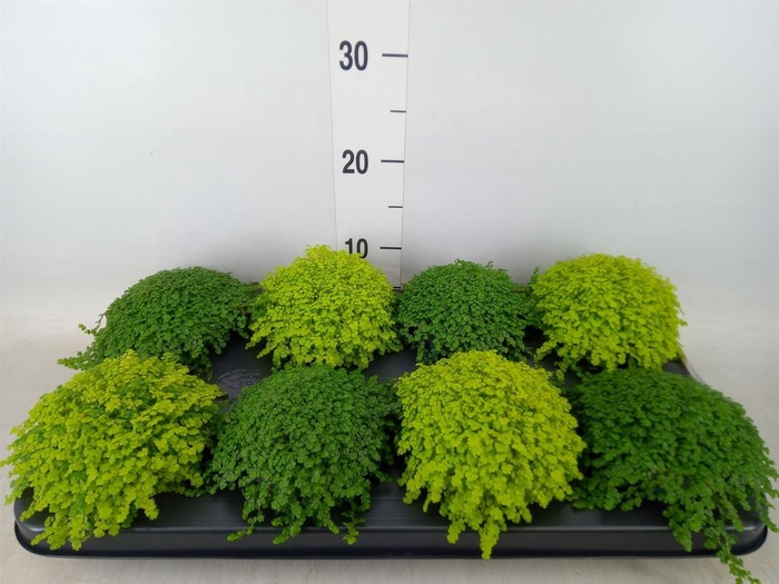 <h4>Soleirolia soleirolii   ...mix 2</h4>