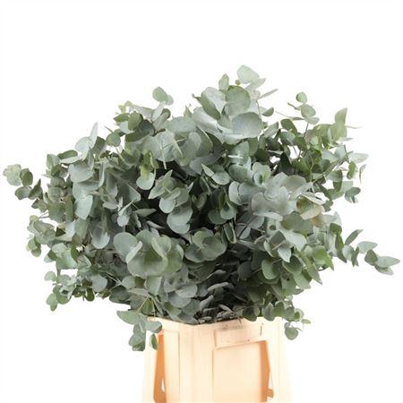 <h4>Cinerea Per Tak</h4>