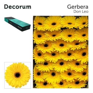 Gerbera Don Leo Doos