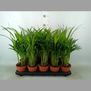 Dypsis lutescens   ...Chrysalidoca