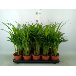 Dypsis lutescens   ...Chrysalidoca