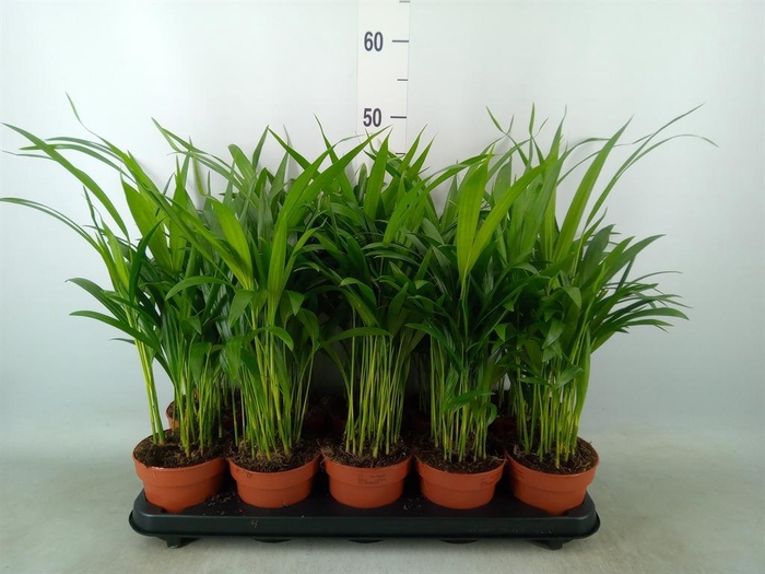 <h4>Dypsis lutescens   ...Chrysalidoca</h4>