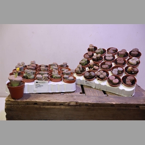 Lithops
