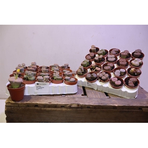 Lithops