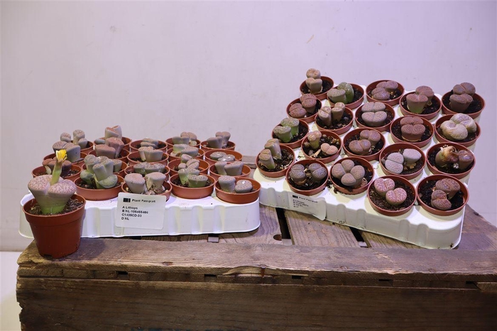 <h4>Lithops</h4>