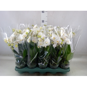 Phalaenopsis multi.   ...white