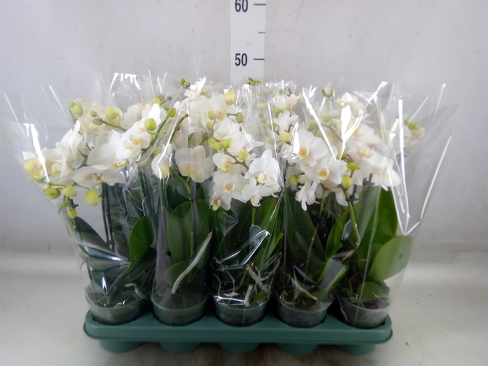 <h4>Phalaenopsis multi.   ...white</h4>