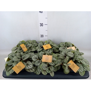 Peperomia