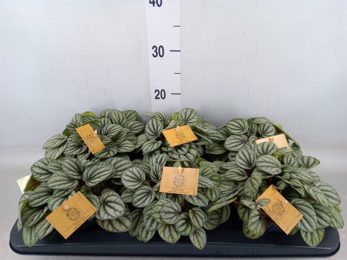 <h4>Peperomia</h4>