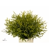 Pogonatherum  'Monica'