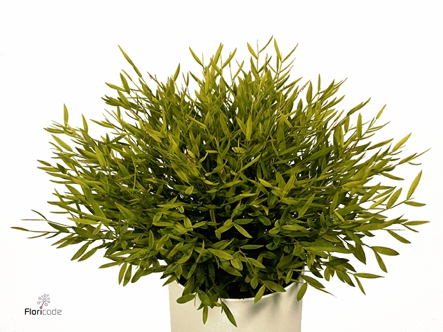 Pogonatherum  'Monica'