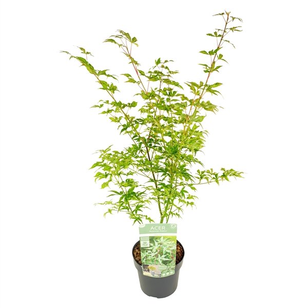 <h4>Acer palm. 'Ukigumo'</h4>