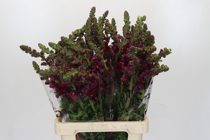 <h4>Antirrhinum Monaco Red</h4>