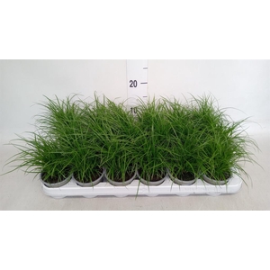Carex brunnea