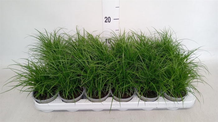 <h4>Carex brunnea</h4>