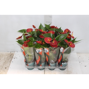ANTHURIUM RED SUCCESS P09