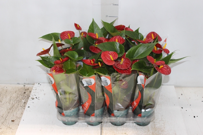 <h4>ANTHURIUM RED SUCCESS P09</h4>